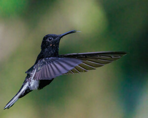 A hummingbird extends its tongue to sip a flower's nectar