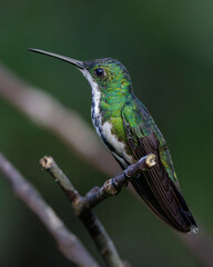 Fototapeta na wymiar A small hummingbird perched on a tree branch