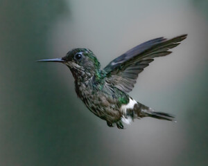 Fototapeta na wymiar A tiny hummingbird hovering around wildflowers