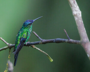 A hummingbird with metalling colors perched on a tree branch