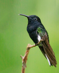 Fototapeta premium A hummingbird perched on a tree branch