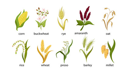 Cereal crops cartoon illustration collection. Out, corn, buckwheat, rye, amaranth, rice, spikelet of wheat, proso, barley, millet with green leaves isolated on white background. Plant, flowers concept - obrazy, fototapety, plakaty