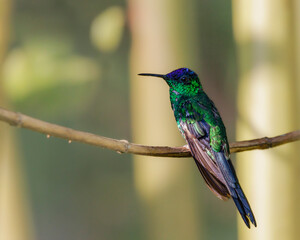 Fototapeta premium A hummingbird with metalling colors perched on a tree branch