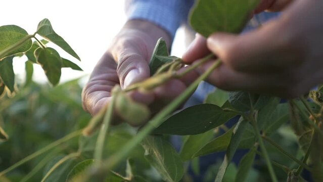 Agronomist inspecting soya bean crops growing in the farm field
