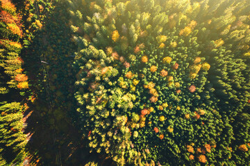 Obraz premium Top down aerial view of bright green spruce and yellow autumn trees in fall forest.