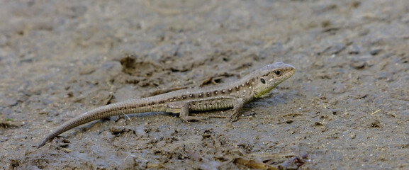 Sand lizard basking on the road. © Adam