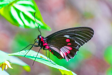 Red black noble tropical butterfly on green nature background brazil.