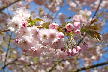 Prunus cherry blossom tree 'Ichiyo' in bloom