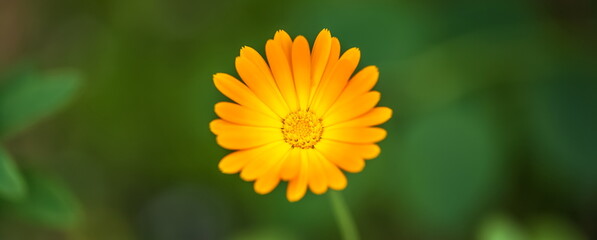 Orange flowers of marigold closeup in summer on a green background