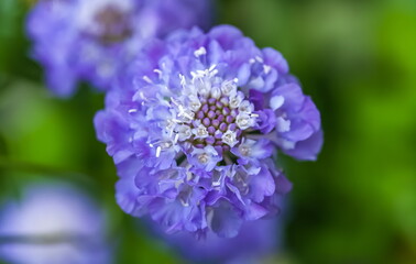 Blue Scabious flower close-up on the background of greenery in the garden in summer