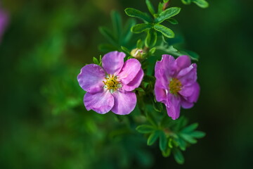 The flower of the pink lapchatka close-up on the background of greenery in the garden