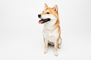 Naklejka na ściany i meble shiba inu dog with open mouth looking away while sitting on light grey background