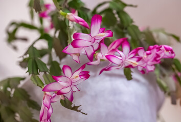 Schlumberger's Red indoor Flower close-up on a light background in the room