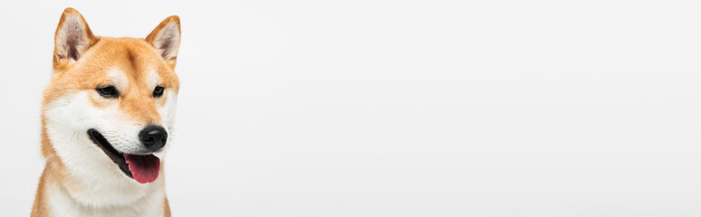 shiba inu dog sticking out tongue isolated on light grey with copy space, banner