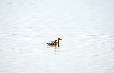 Lesser Whistling Duck