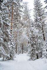 Taiga in winter. Winter landscape in Russia. Cold season in the forest. Trees under the snow.