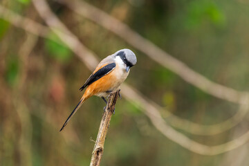 Long Tailed Shrike perch on tree brunch