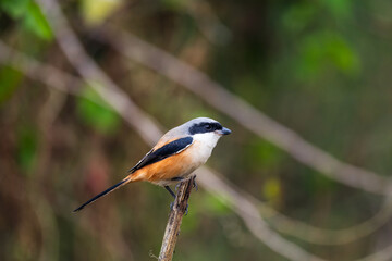 Fototapeta premium Long Tailed Shrike perch on tree brunch
