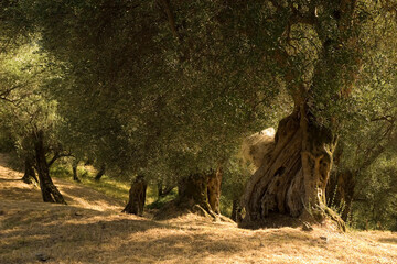 Old olive trees