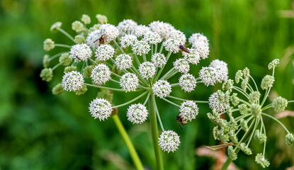 White wild flower with bees close-up on a background of greenery