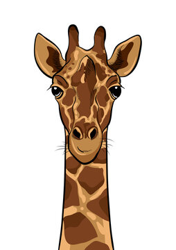 Cute Giraffe head on white, vector illustration