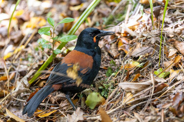Tieke South Island Saddleback Endemic Wattlebird of New Zealand