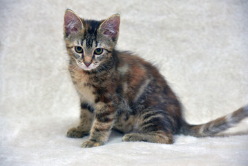 Fototapeta premium beautiful gray tabby marble kitten