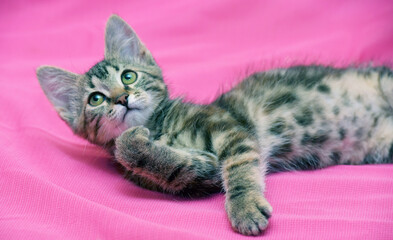 beautiful gray tabby marble kitten