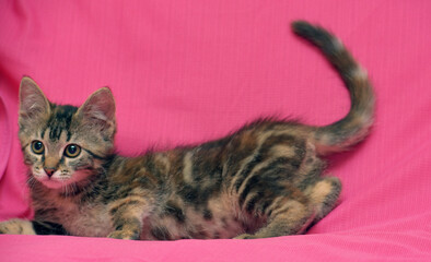 beautiful gray tabby marble kitten