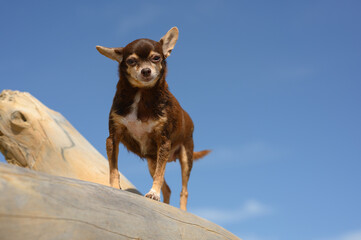 Brown female chihuahua on tree on the beach