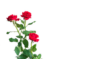 Fototapeta premium Red roses flower bunch isolated on white