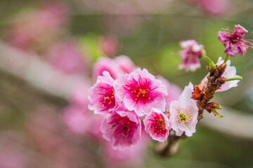 Obraz premium Poços de Caldas, Minas Gerais - Brasil