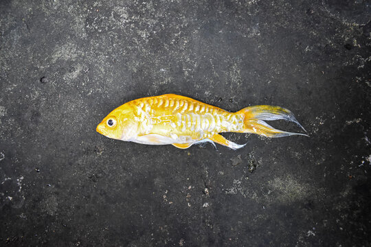 Yellow Koi fish with long fin died due to poor water quality.