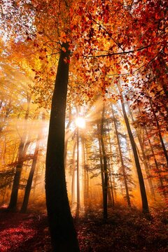 Sunlight through autumn trees in a forest, Baden, Aargau, Switzerland