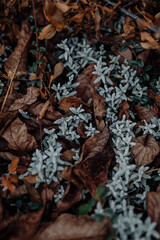 autumn leaves on the ground