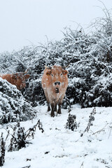 Cow looking at you in the snow