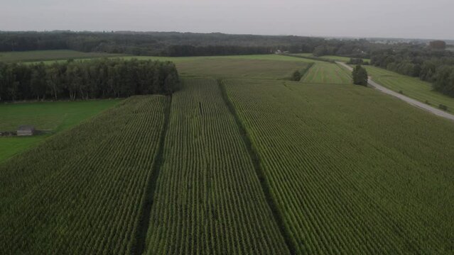 Low altitude aerial over green corn field showing large leafs maize has become staple food in many parts of world with total production surpassing that of wheat or rice 4k high quality resolution
