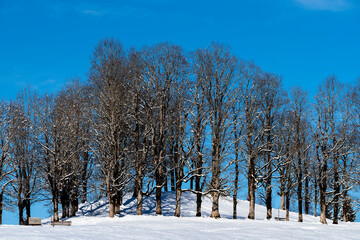 Winterlandschaft mit Bäumen bei Oberstdorf