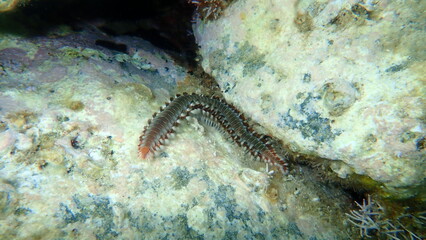 Bearded fireworm or green bristle worm, green fireworm (Hermodice carunculata) undersea, Aegean Sea, Greece, Syros island. Do not touch! Very dangerous.