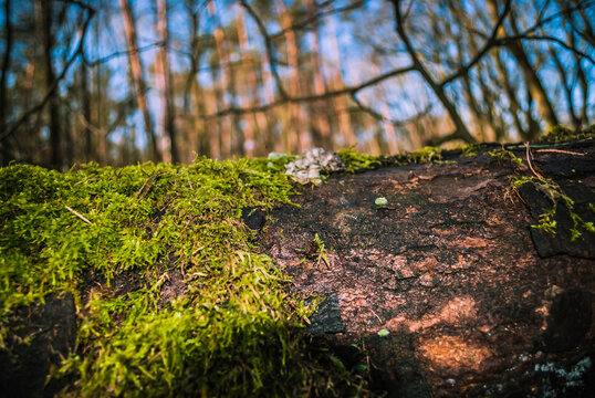 A closeup of a tree log covered in the moss in a forest in Poland with a blurry background