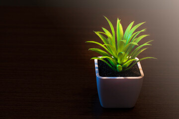 Potted plant in a dark on wooden desk. For text purpose