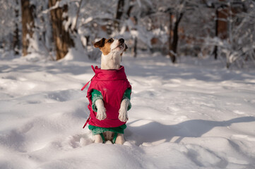 Dog jack russell terrier in a warm jacket in the snow in winter. 