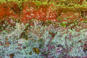 Moss Texture, Flores, Uruguay