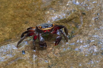 Close-up of an Australian red mangrove crab