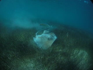 stingray swimming into the marine grass
