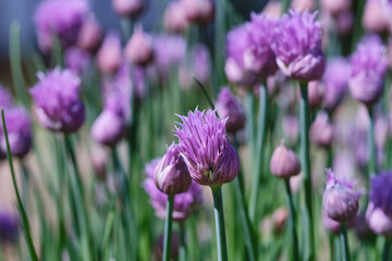 Lush flowering chives with purple buds in the garden. Wild Chives flower or Flowering Onion,Allium schoenoprasum , Chinese Chives, Schnittlauch, Garlic Chives. Shallow depth of field