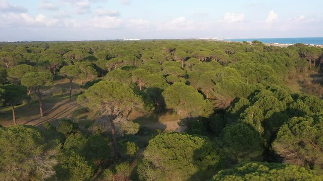 Aerial view Antalya forest