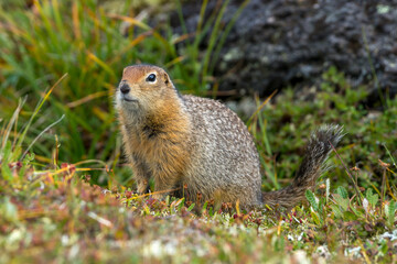 Beringian ground squirrel (or Arctic ground squirrel, or American ground squirrel), 