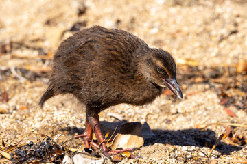 Weka Endemic Rail of New Zealand