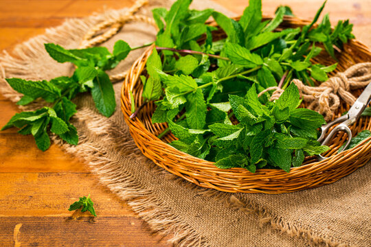 Close-up of a basket of fresh mint leaves on a table with scissors and string